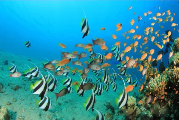 Snorkeling Trip At Port Ghalib Marina from Marsa Alam - Image 3