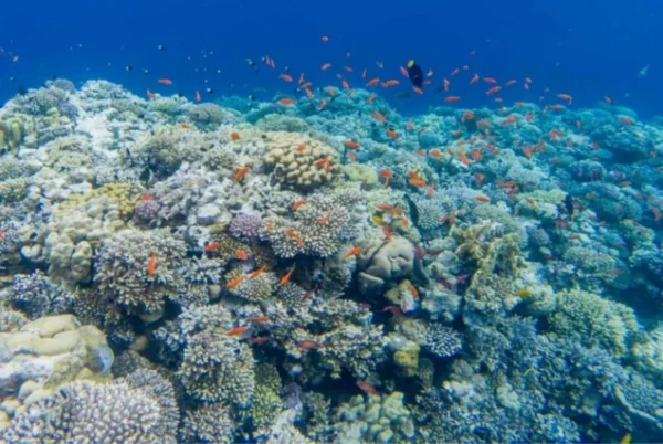 Snorkeling at Mahmya Island in Hurghada - Image 3
