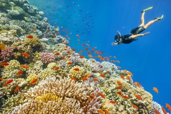 Snorkeling Trip At Port Ghalib Marina from Marsa Alam