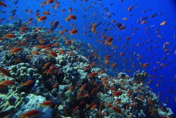 Snorkeling Trip At Port Ghalib Marina from Marsa Alam - Image 5