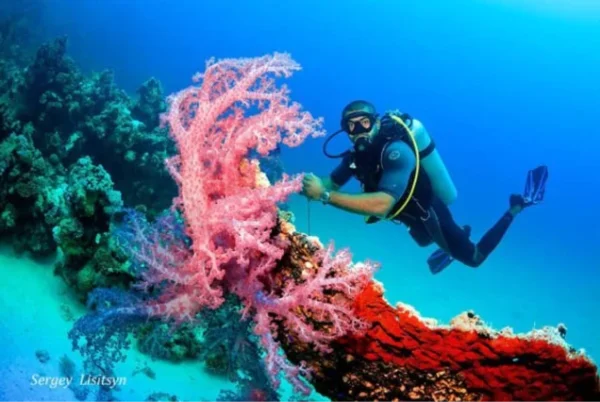 Snorkeling Trip to Giftun Island in Hurghada